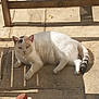 animal, bright, cat, daylight, domestic, feline, home, lounging, outdoor, pet, quiet, relaxed, resting, shadow, stone_floor, striped_tail, sunlight, sunny, white_cat, wooden_chair