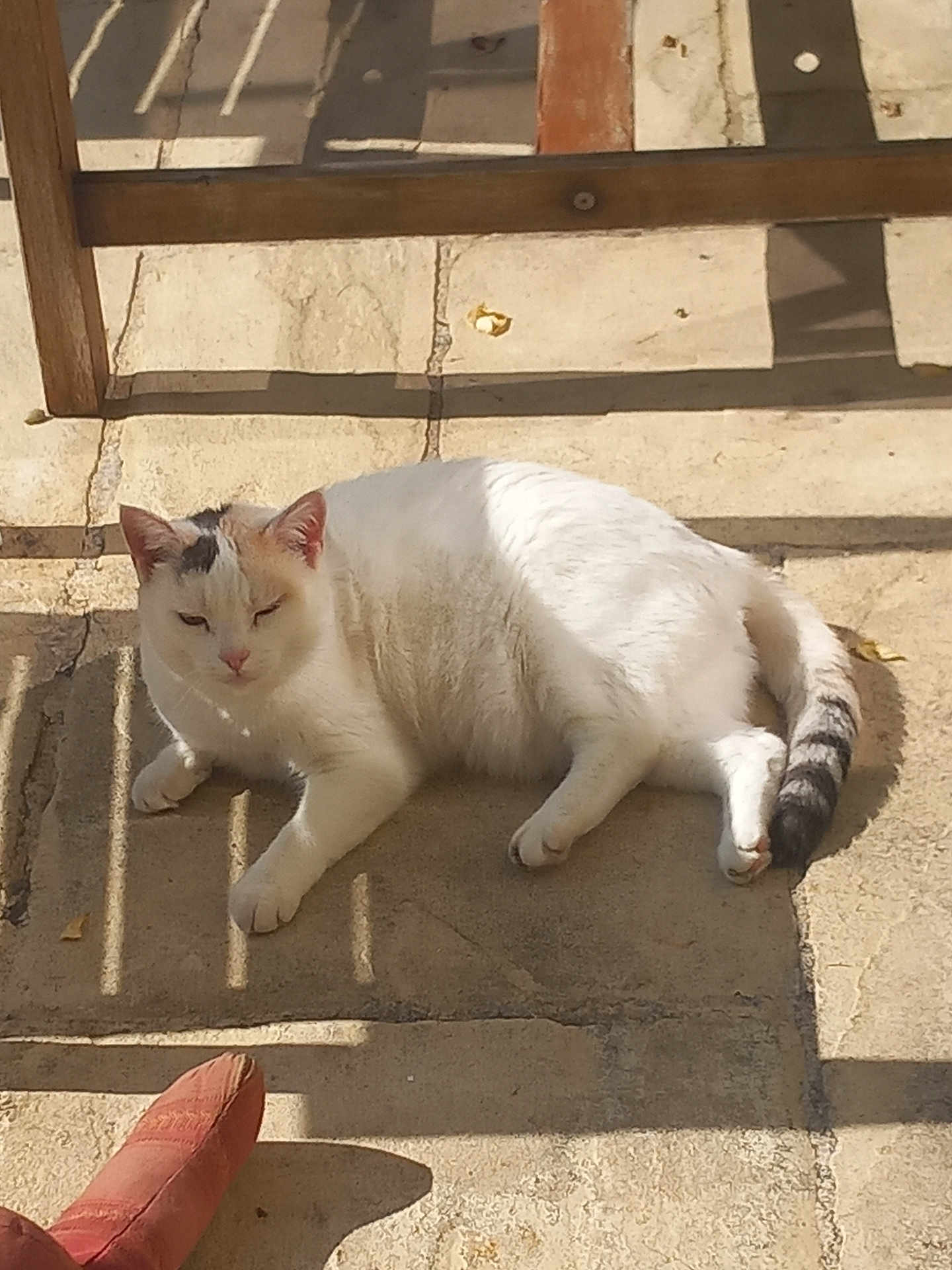 Ola participe au concours pour gagner de l'argent avec cette photo : cat, white_cat, outdoor, sunlight, shadow, stone_floor, relaxed, lounging, pet, animal, wooden_chair, bright, daylight, feline, striped_tail, resting, quiet, sunny, home, domestic