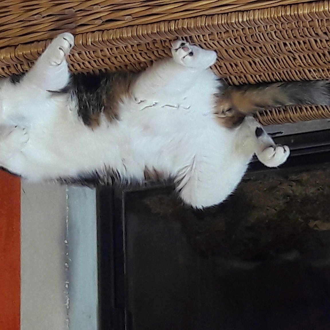 Plume