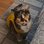 Jynx joined the competition — help win amazing prizes! cat, calico_cat, pet, indoor, carpet, yellow_vest, curious, animal, feline, whiskers, collar, bell, floor, bed, quilt, patterned, paw, looking_up, cute, domestic_animal