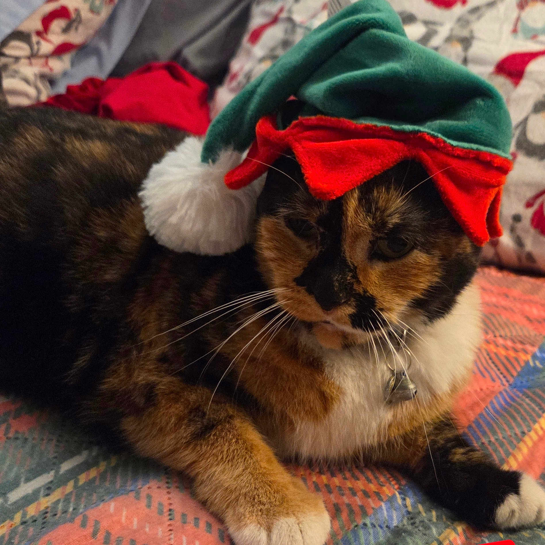 Jynx is registered to the contest to win money with this photo: animal, bell, blanket, cat, collar, colorful, cozy, cute, domestic_cat, festive, fur, hat, holiday_hat, indoors, paws, pet, quilt, resting, tortoiseshell_cat, whiskers