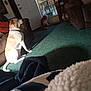 blanket, brown_dog, carpet, collar, couch, cozy, dog, door, floor, furniture, home, indoor, living_room, looking_out, pet, relaxing, sitting, sunlight, white_dog, window