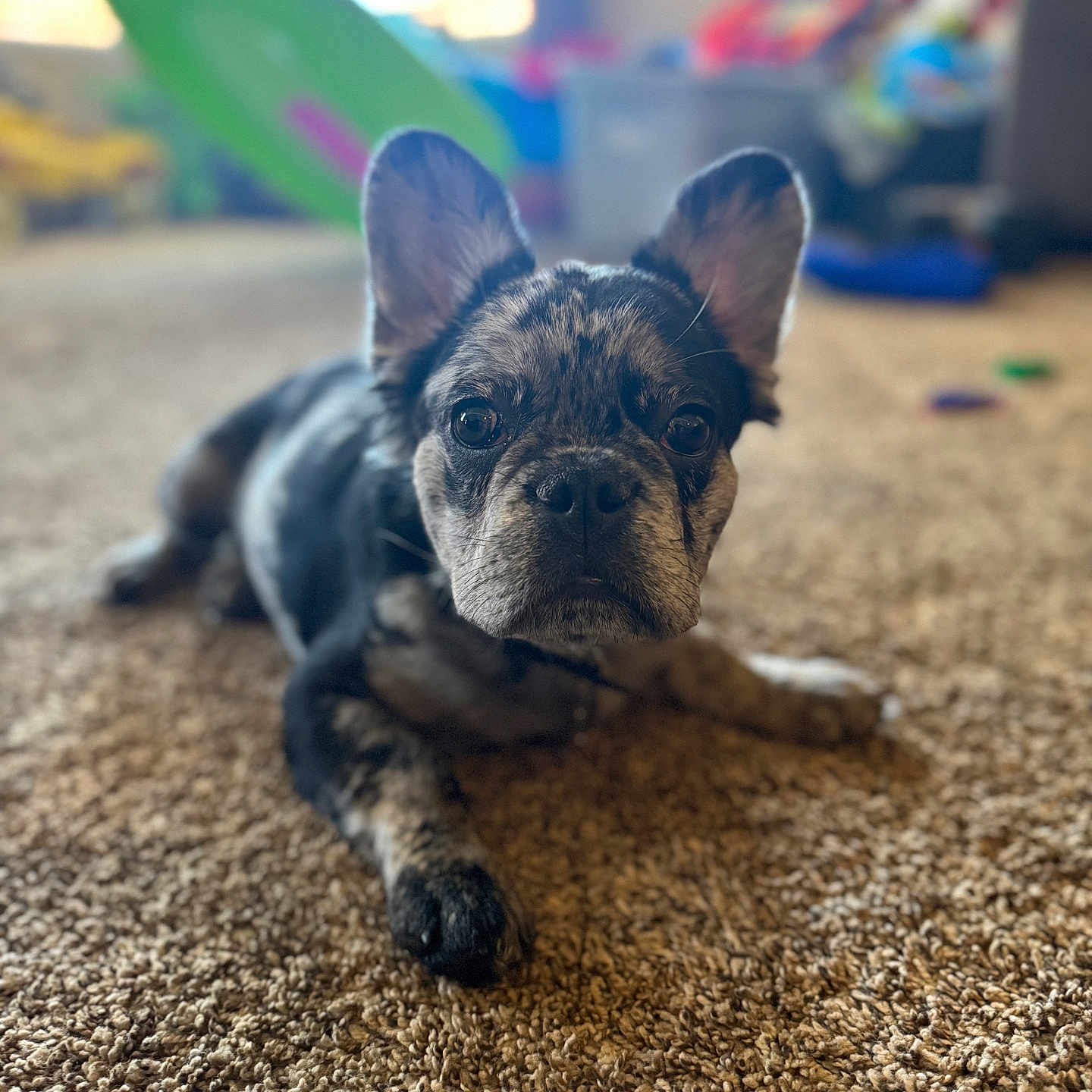 Spin joined the competition — help win amazing prizes! animal, black, blurred_background, brindle, brown, carpet, closeup, curious, cute, dog, ears, floor, french_bulldog, home, indoor, laying_down, pet, puppy, toy, young