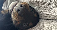 Hera is registered to the contest to win money with this photo: dog, pet, close_up, nose, eyes, couch, upside_down, texture, fur, relaxed, indoor, canine, snout, whiskers, animal, laying_down, portrait, brown, black, cute