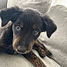 Hera is registered to the contest to win money with this photo: puppy, dog, pet, black_fur, brown_fur, couch, indoor, closeup, cute, animal, young, portrait, relaxed, looking_up, fur, ears, whiskers, canine, domestic_animal, soft_light