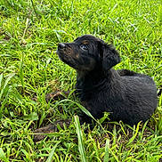 Hera joined the competition — help win amazing prizes! puppy, dog, grass, greenery, outdoor, nature, animal, pet, cute, young, fur, black, brown, lying_down, playful, curious, field, daylight, closeup, adorable