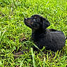 puppy, dog, grass, greenery, outdoor, nature, animal, pet, cute, young, fur, black, brown, lying_down, playful, curious, field, daylight, closeup, adorable