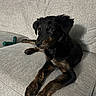 dog, puppy, black_dog, brown_dog, couch, sofa, indoor, pet, animal, toy, relaxed, laying_down, furniture, cozy, home, domestic, companion, cute, curious, resting