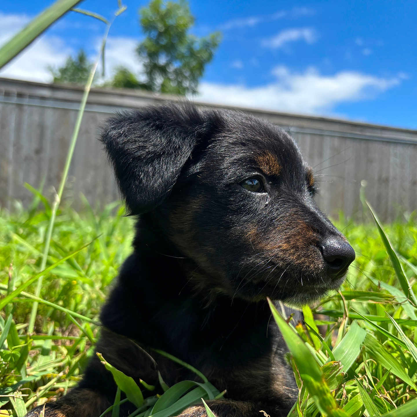 Hera