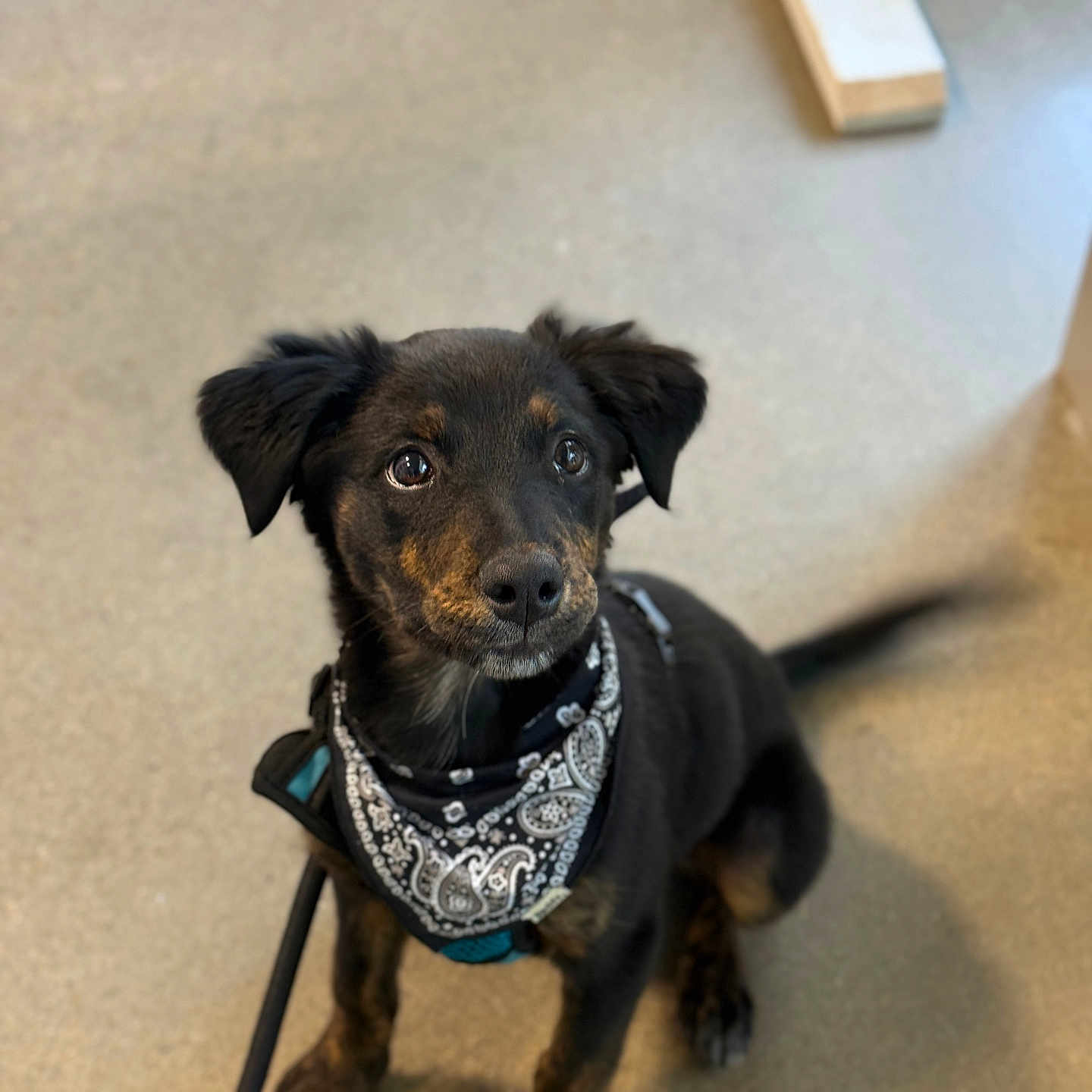 Hera joined the competition — help win amazing prizes! puppy, dog, black_dog, brown_spots, bandana, pet, indoor, floor, sitting, tail_wagging, leash, cute, attentive, animal, companion, domestic_animal, young_dog, portrait, furniture, background