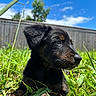 Hera is registered to the contest to win money with this photo: puppy, dog, grass, outdoor, sky, blue_sky, sunny_day, fence, black_dog, brown_dog, pet, animal, nature, young_dog, close_up, canine, summer, greenery, cute, alert