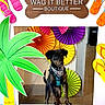 Hera joined the competition — help win amazing prizes! dog, puppy, bandana, harness, colorful, paper_fans, flip_flops, photo_frame, tropical, green_palm, indoor, cute, pet_boutique, decorations, playful, black_dog, standing, signage, shop, advertisement