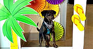 Hera is registered to the contest to win money with this photo: dog, bandana, flip_flops, colorful, paper_decorations, palm_tree, bucket, indoor, pet_boutique, signage, cute, black_dog, decor, floor, playful, summer_theme, photo_frame, animal, pet, cheerful