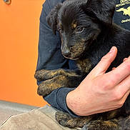 Hera is registered to the contest to win money with this photo: puppy, dog, pet, animal, black, brown, fur, person, hand, holding, indoor, orange_wall, casual_clothing, sitting, closeup, cute, young, companion, friendly, comfort