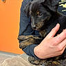 puppy, dog, pet, animal, black, brown, fur, person, hand, holding, indoor, orange_wall, casual_clothing, sitting, closeup, cute, young, companion, friendly, comfort