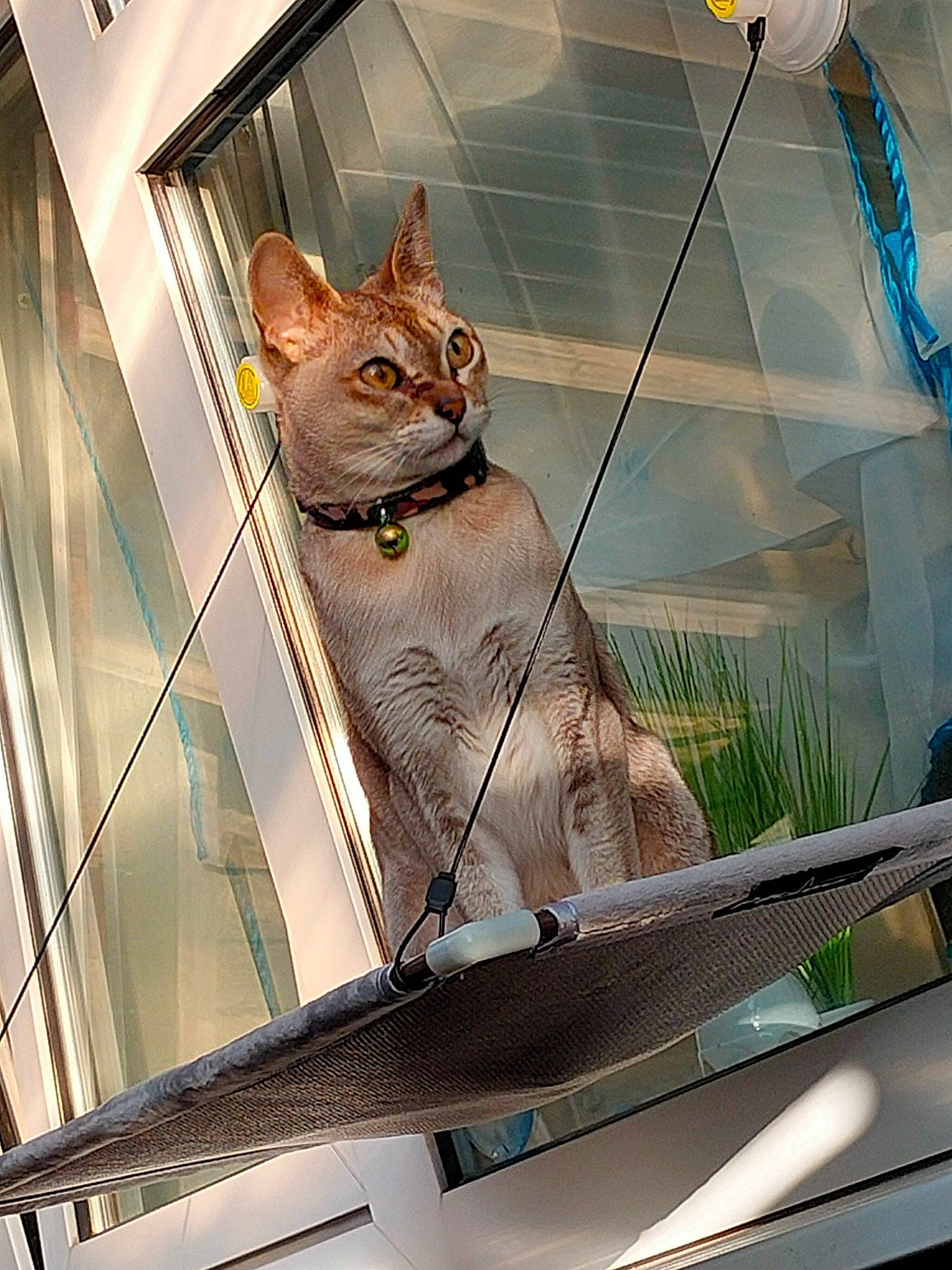 Rocko is registered to the contest to win money with this photo: art, carnivore, cat, ceiling, domestic_short_haired_cat, fawn, felidae, glass, illustration, line, metal, pattern, room, small_to_medium_sized_cats, snout, tail, visual_arts, whiskers, window, wood