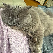 Woody joined the competition — help win amazing prizes! cat, gray_cat, sleeping, fluffy, pet, indoor, cozy, lap, furry, relaxed, close_up, resting, soft_texture, person, fabric, home, comfort, animal, mammal, cute