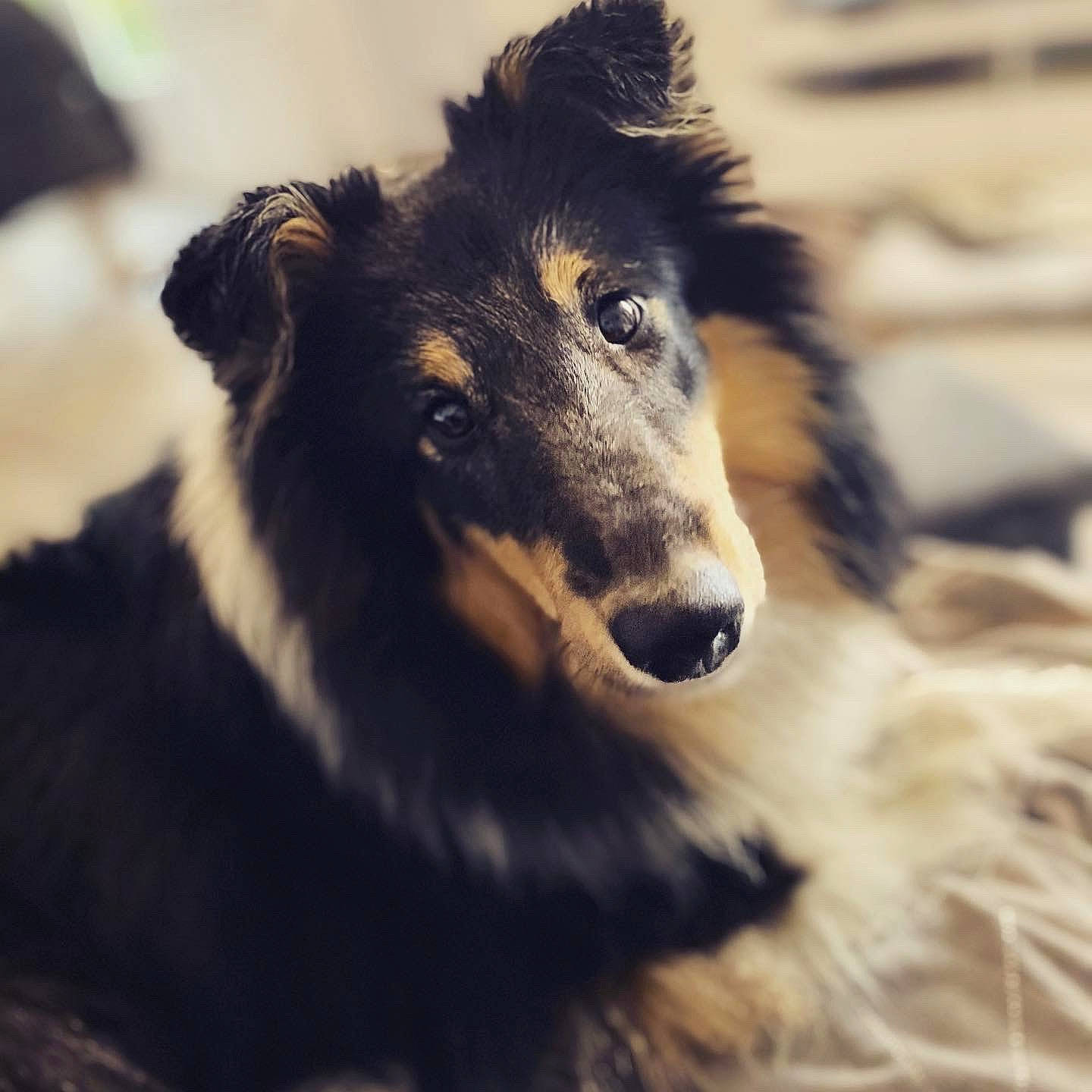 Rollie a rejoint le concours — aidez-le/la à gagner de superbes lots ! ancient_dog_breeds, border_collie, canidae, carnivore, collie, companion_dog, dog, dog_breed, drawing, fur, herding_dog, scotch_collie, shetland_sheepdog, snout, sporting_group, terrestrial_animal, whiskers, wildlife, working_animal, working_dog