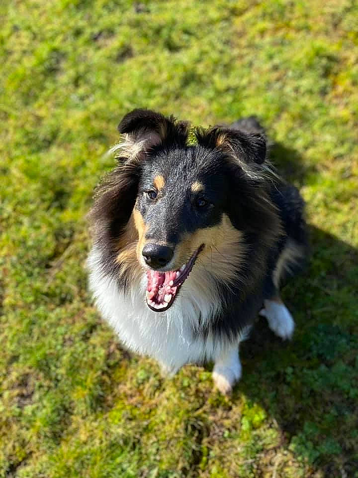 Rollie participe au concours pour gagner de l'argent avec cette photo : border_collie, canidae, carnivore, collie, companion_dog, dog, dog_breed, grass, herding_dog, plant, rough_collie, scotch_collie, snout, sporting_group, terrestrial_animal, whiskers, working_dog