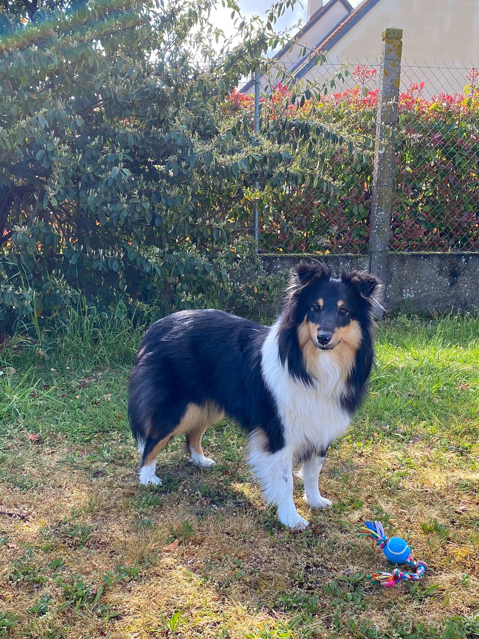 Rollie a rejoint le concours — aidez-le/la à gagner de superbes lots ! border_collie, canidae, carnivore, collie, companion_dog, dog, dog_breed, grass, herding_dog, plant, rough_collie, sporting_group, tail, terrestrial_animal, tree, working_dog