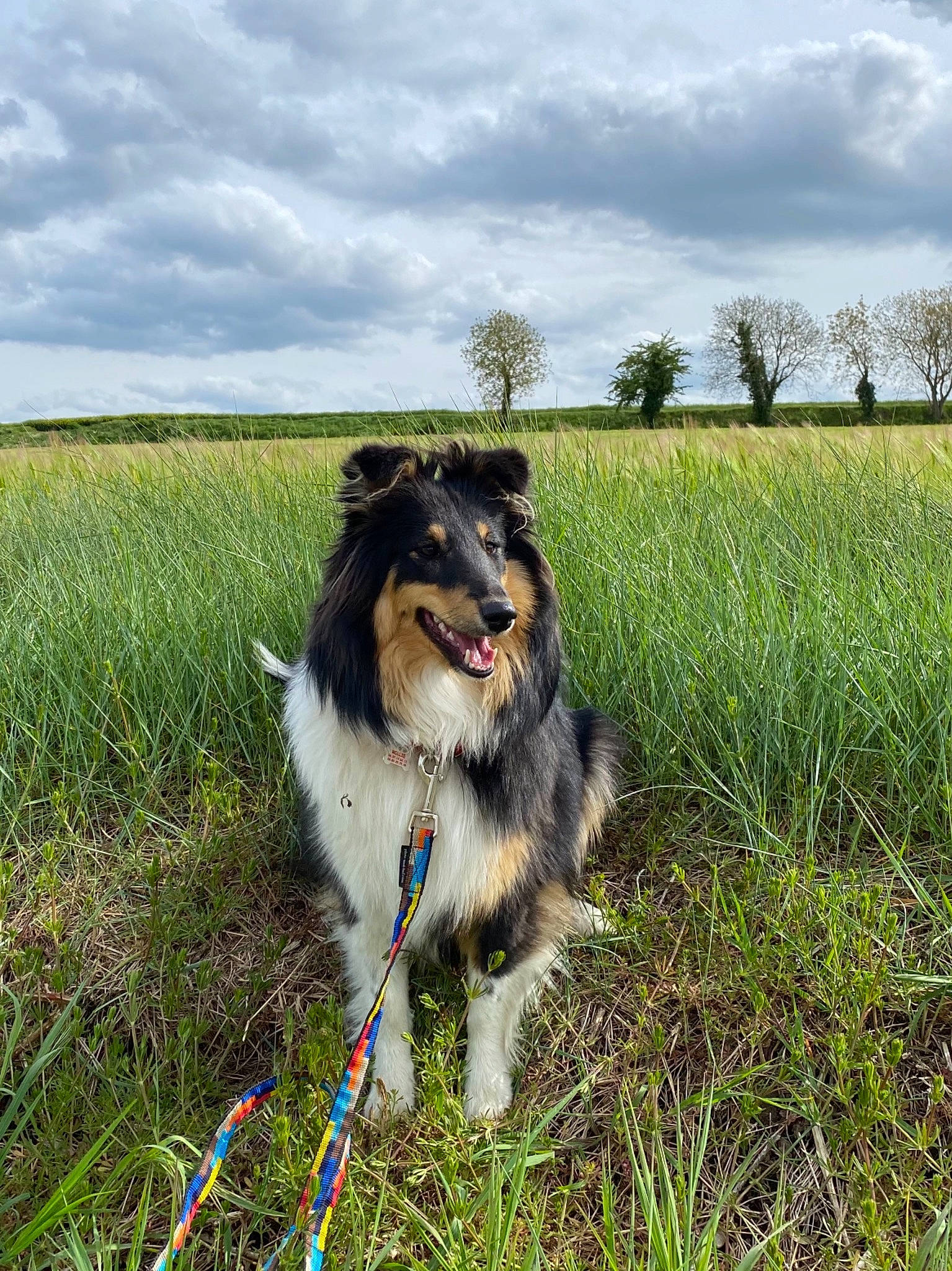 Rollie participe au concours pour gagner de l'argent avec cette photo : canidae, carnivore, cloud, companion_dog, dog, dog_breed, field, grass, grass_family, grassland, happy, herding_dog, plant, scotch_collie, sky, snout, sporting_group, tree, whiskers, working_animal