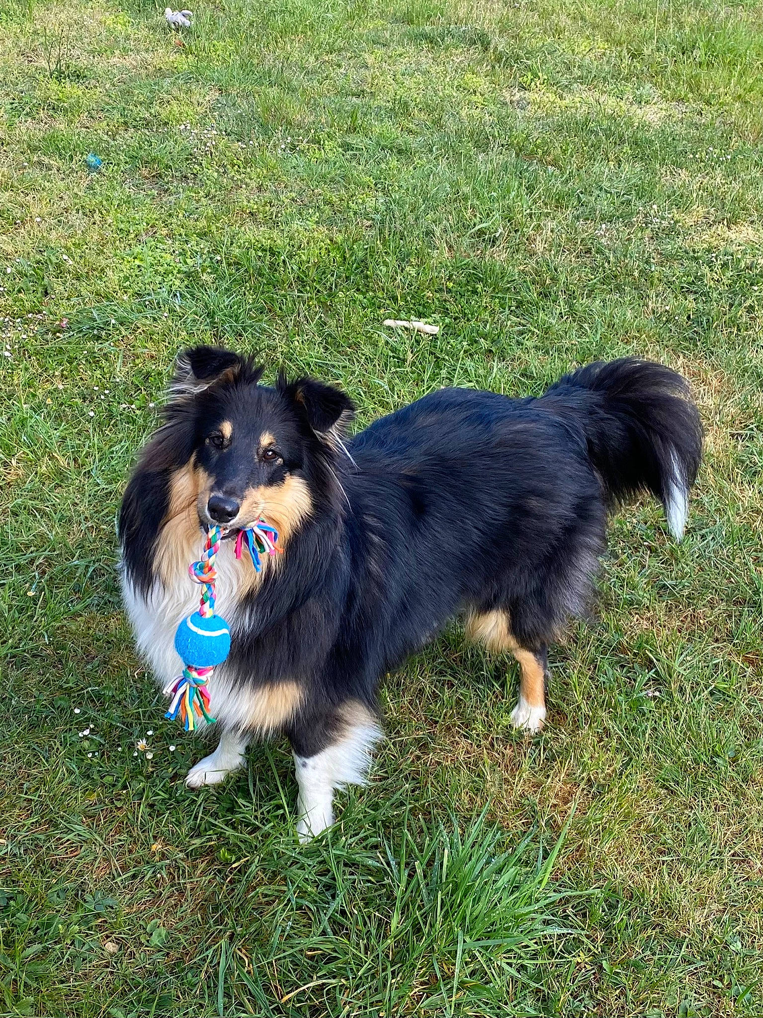 Rollie participe au concours pour gagner de l'argent avec cette photo : canidae, carnivore, companion_dog, dog, dog_breed, electric_blue, grass, herding_dog, puppy, snout, sporting_group, terrestrial_animal, working_animal, working_dog