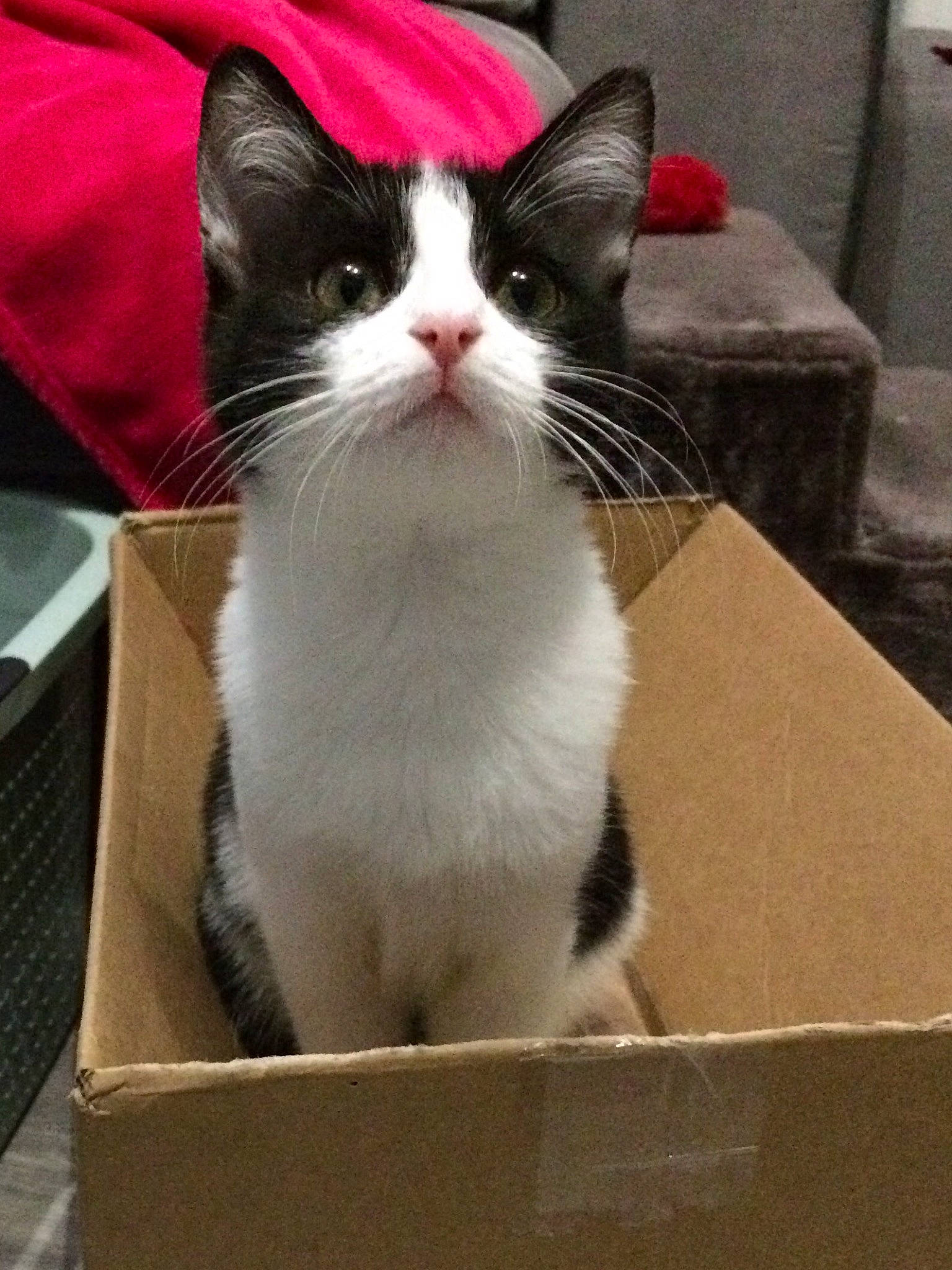 Poppy a rejoint le concours — aidez-le/la à gagner de superbes lots ! aegean_cat, box, carnivore, cat, domestic_short_haired_cat, european_shorthair, felidae, kitten, mammal, polydactyl_cat, small_to_medium_sized_cats, snout, tail, whiskers