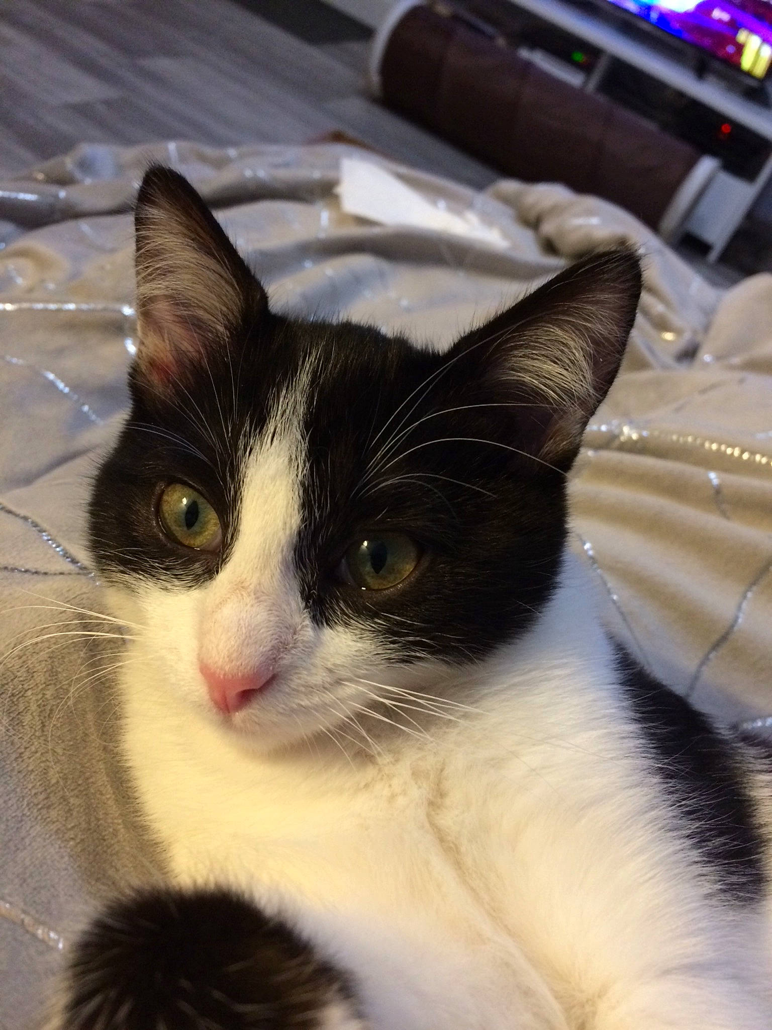 Poppy participe au concours pour gagner de l'argent avec cette photo : aegean_cat, black_and_white, carnivore, cat, domestic_short_haired_cat, eye, felidae, fur, kitten, mammal, small_to_medium_sized_cats, snout, whiskers