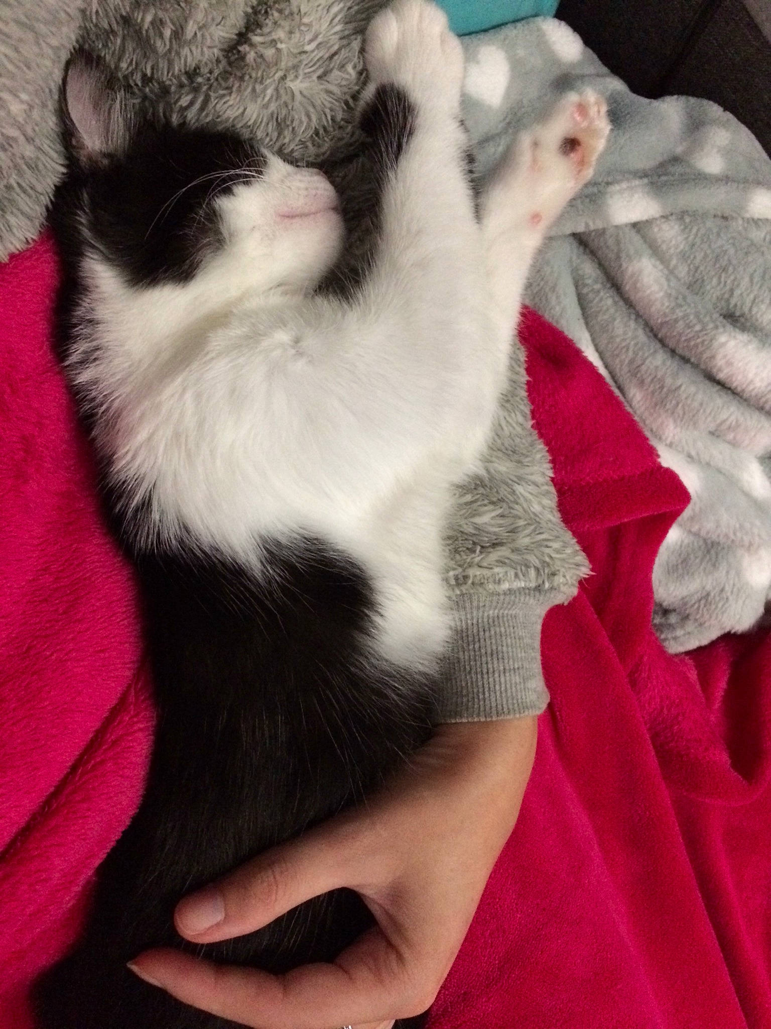 Poppy a rejoint le concours — aidez-le/la à gagner de superbes lots ! carnivore, cat, claw, ear, felidae, fur, hand, kitten, leg, nap, paw, polydactyl_cat, puppy, skin, small_to_medium_sized_cats, tail, whiskers