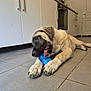 animal, blue_toy, cabinet, canine, chewing, dog, domestic_animal, floor, home, indoors, kitchen, large_dog, laying_down, oven, pet, playing, puppy, relaxed, tile_floor, toy