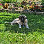 Shadow a rejoint le concours — aidez-le/la à gagner de superbes lots ! puppy, dog, grass, garden, flowers, leash, outdoor, pet, nature, sunlight, greenery, summer, relaxing, canine, young_dog, flora, colorful, peaceful, animal, backyard