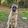 dog, animal, pet, outdoor, grass, dirt, collar, garden, tree, fence, nature, sitting, canine, mammal, portrait, brown, beige, black, ears, face