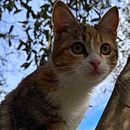 Gina joined the competition — help win amazing prizes! cat, animal, pet, outdoor, tree, leaves, sky, nature, closeup, fur, whiskers, ears, eyes, curious, mammal, daylight, portrait, wildlife, fauna, branch