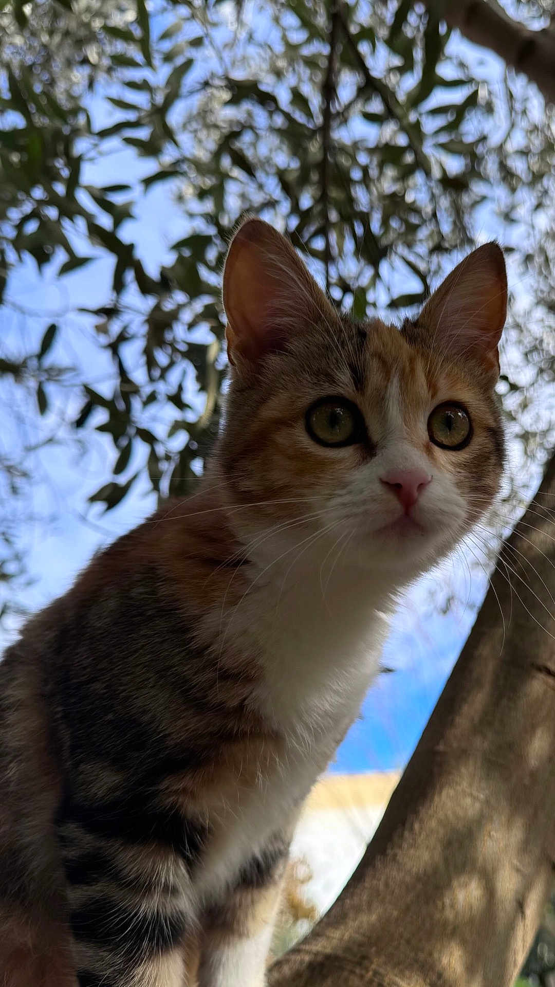 Gina