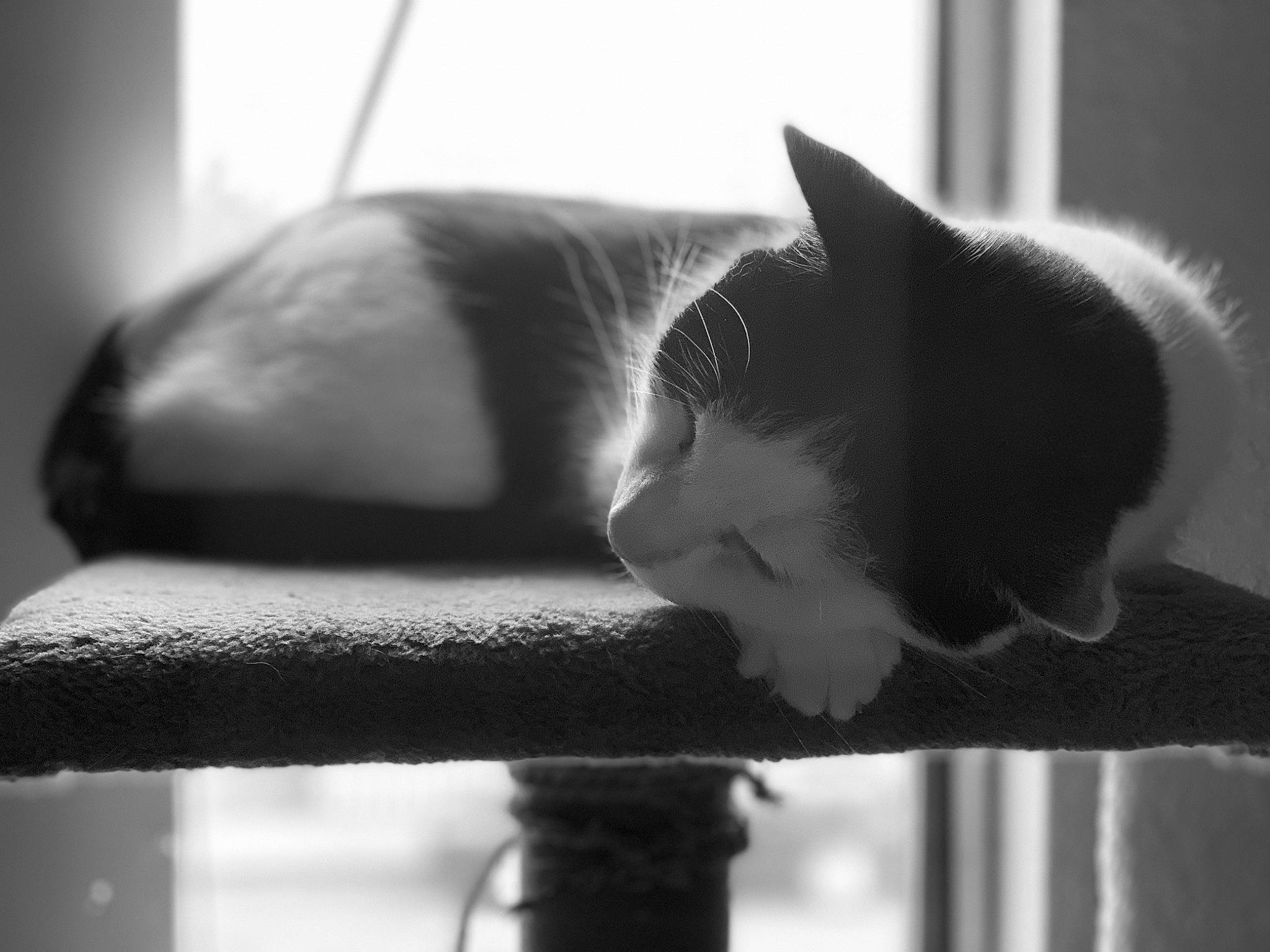 Roman is registered to the contest to win money with this photo: black, black_and_white, carnivore, cat, ear, eye, felidae, fur, kitten, monochrome, monochrome_photography, photography, polydactyl_cat, small_to_medium_sized_cats, snout, style, tail, whiskers, white, window