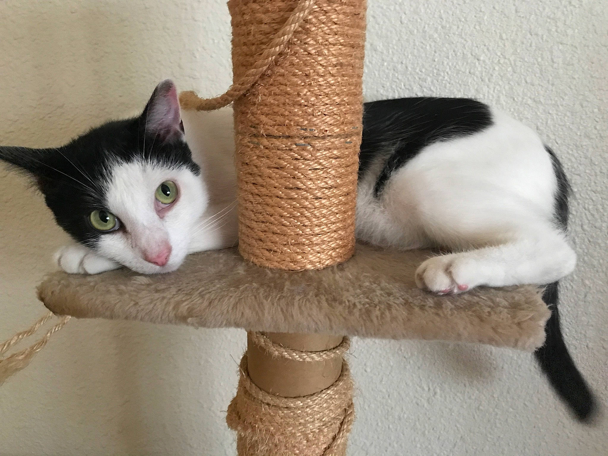 Roman is registered to the contest to win money with this photo: aegean_cat, american_wirehair, carnivore, cat, cat_bed, cat_furniture, domestic_short_haired_cat, european_shorthair, felidae, fur, kitten, polydactyl_cat, small_to_medium_sized_cats, tail, turkish_van, whiskers