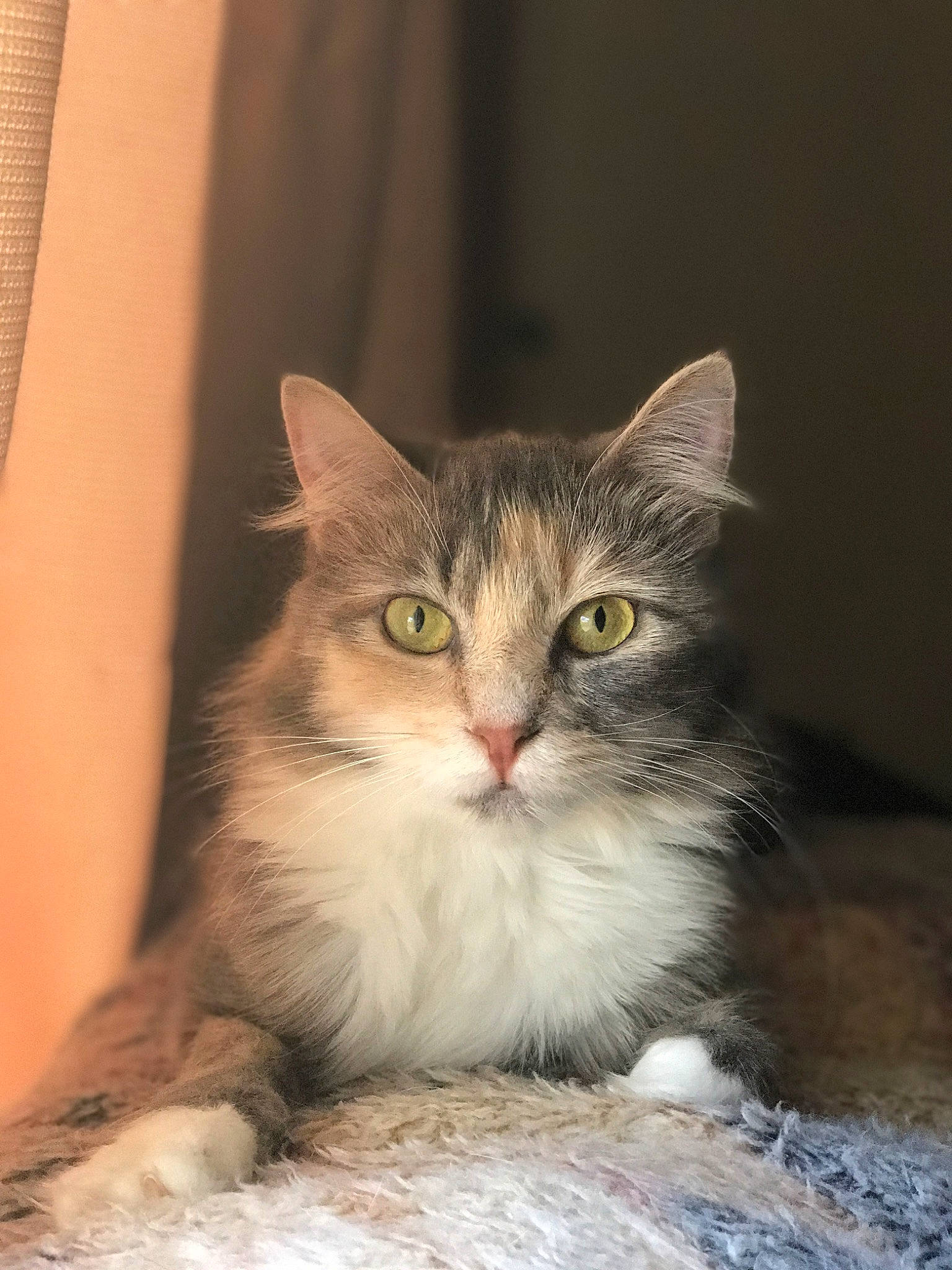 Luna joined the competition — help win amazing prizes! aegean_cat, asian_semi_longhair, british_semi_longhair, carnivore, cat, domestic_long_haired_cat, domestic_short_haired_cat, european_shorthair, eye, felidae, kitten, maine_coon, mammal, norwegian_forest_cat, ragamuffin, siberian, small_to_medium_sized_cats, tabby_cat, vertebrate, whiskers