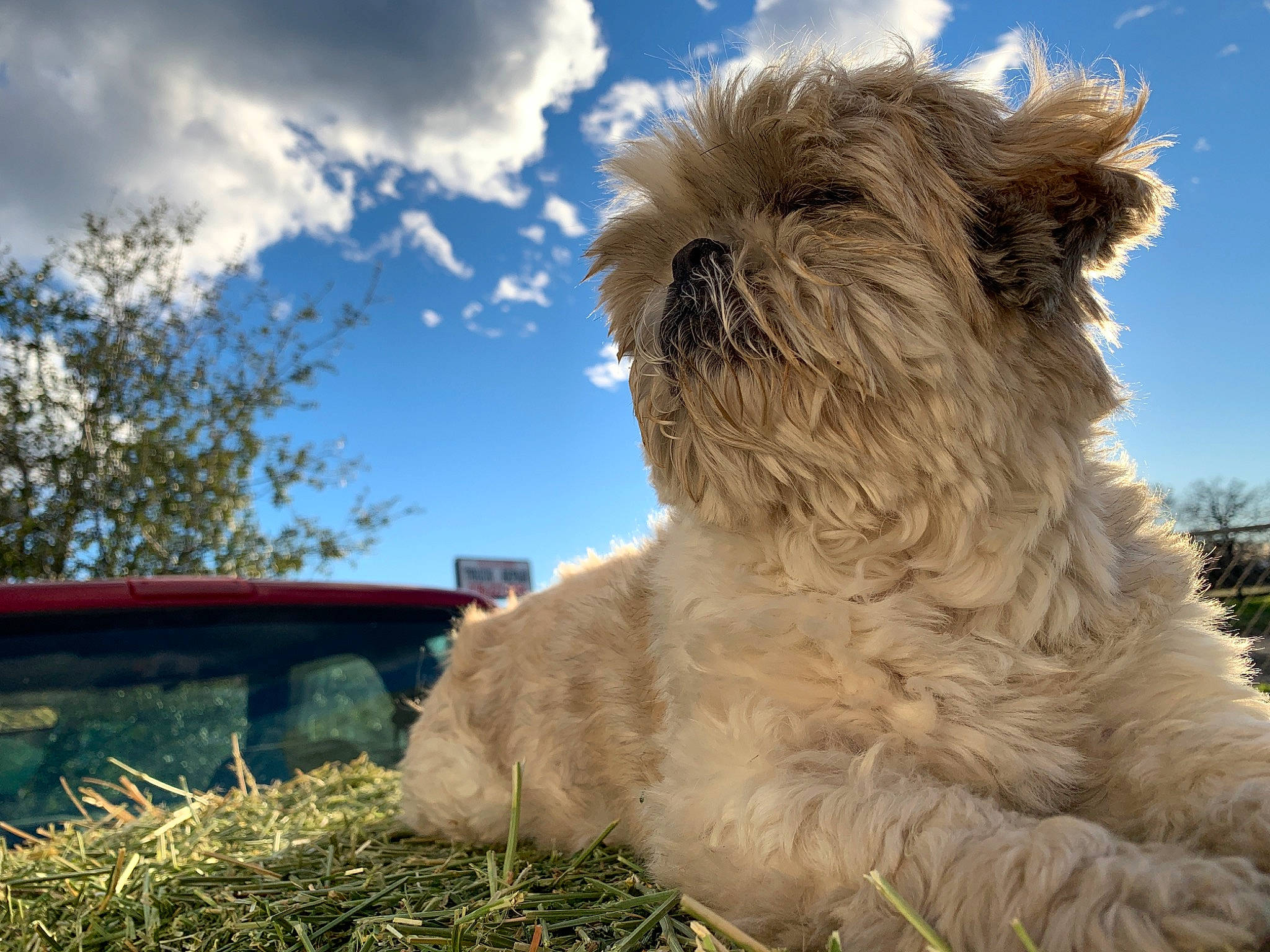 Sofie is registered to the contest to win money with this photo: cairn_terrier, canidae, carnivore, companion_dog, dog, dog_breed, dutch_smoushond, glen_of_imaal_terrier, havanese, irish_soft_coated_wheaten_terrier, mammal, puppy, rare_breed_dog, sky, small_terrier, sporting_group, sporting_lucas_terrier, terrier, vertebrate, west_highland_white_terrier