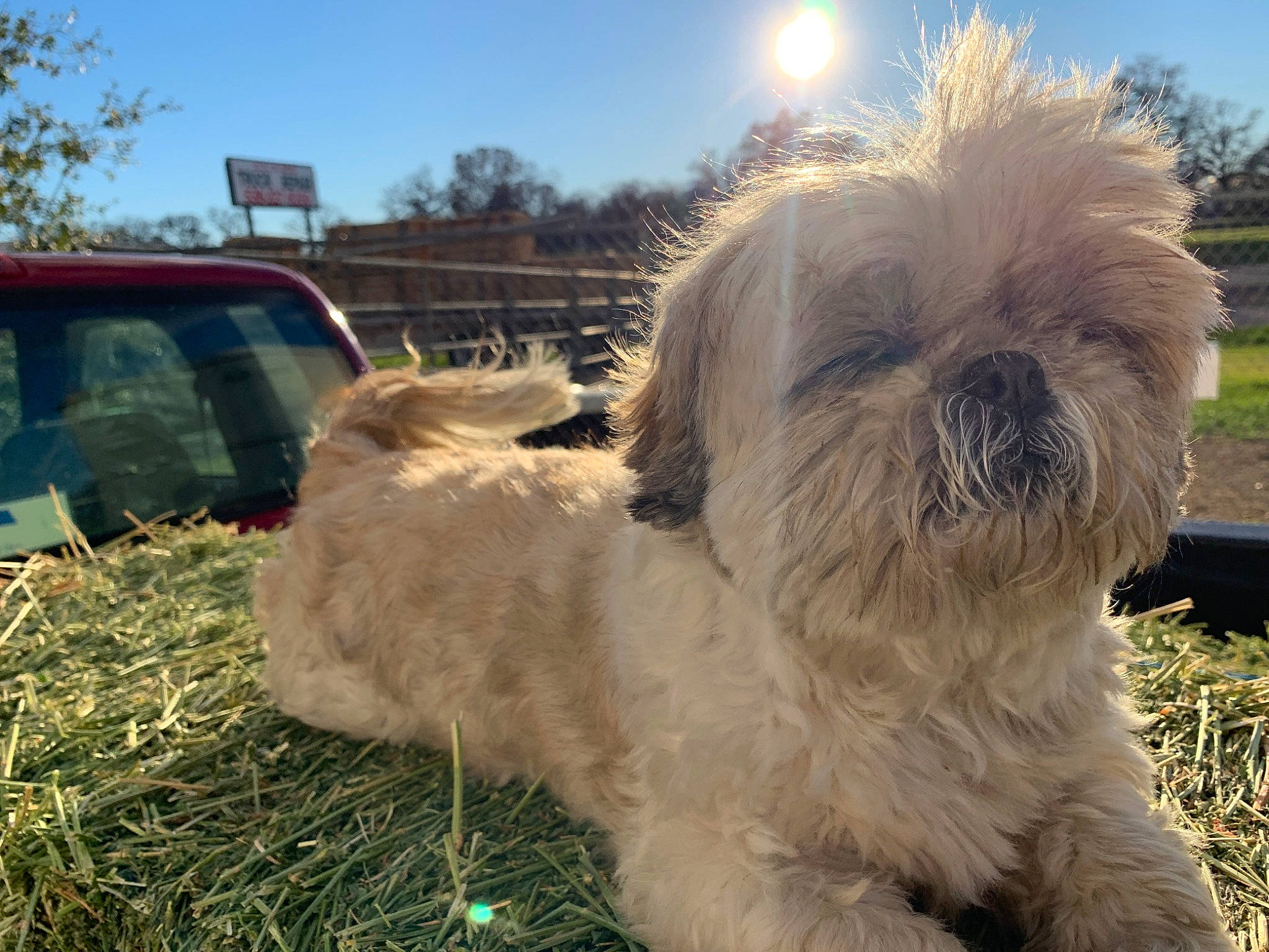 Sofie joined the competition — help win amazing prizes! canidae, carnivore, chinese_imperial_dog, companion_dog, dog, dog_breed, glen_of_imaal_terrier, grass, havanese, lhasa_apso, lowchen, mammal, morkie, shih_tzu, snout, sporting_group, sporting_lucas_terrier, terrier, tibetan_terrier, vertebrate