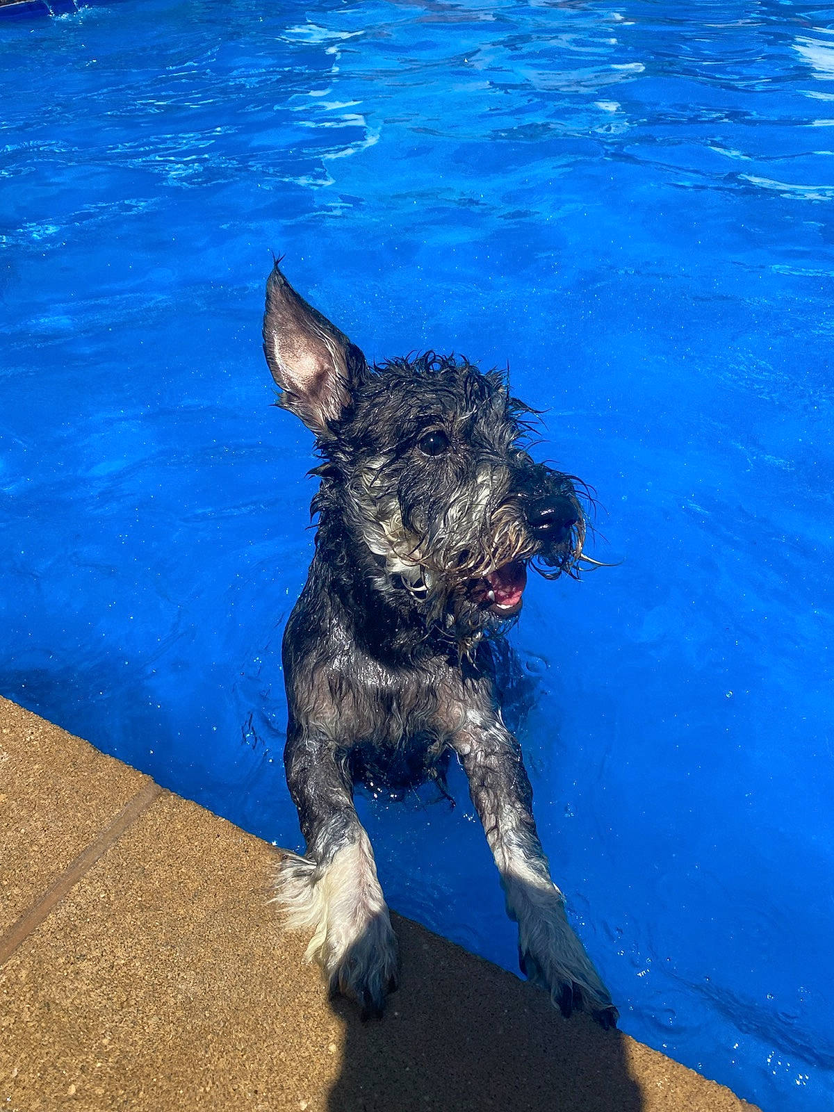 Tramp is registered to the contest to win money with this photo: art, blue, canidae, carnivore, collar, companion_dog, dog, dog_breed, dog_collar, dog_supply, electric_blue, ocean, pet_supply, snout, sporting_group, tail, terrier, water, water_dog, working_animal