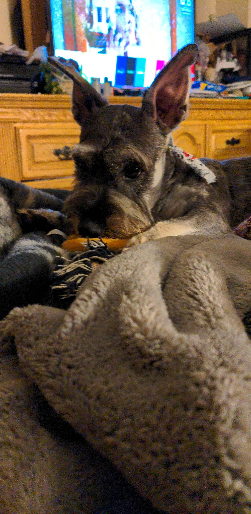 Tramp is registered to the contest to win money with this photo: blue, cabinetry, carnivore, chest_of_drawers, companion_dog, dog, dog_breed, drawer, fawn, felidae, fur, mammal, small_to_medium_sized_cats, snout, sporting_group, terrestrial_animal, vertebrate, whiskers, wood, working_animal