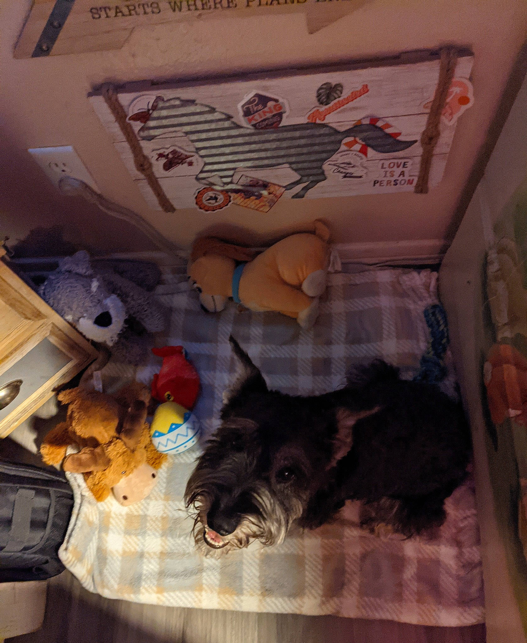 Tramp joined the competition — help win amazing prizes! carnivore, companion_dog, dog, dog_breed, dog_supply, fawn, felidae, fur, linens, paper, paper_product, room, small_terrier, small_to_medium_sized_cats, sporting_group, terrier, toy_dog, visual_arts, working_animal