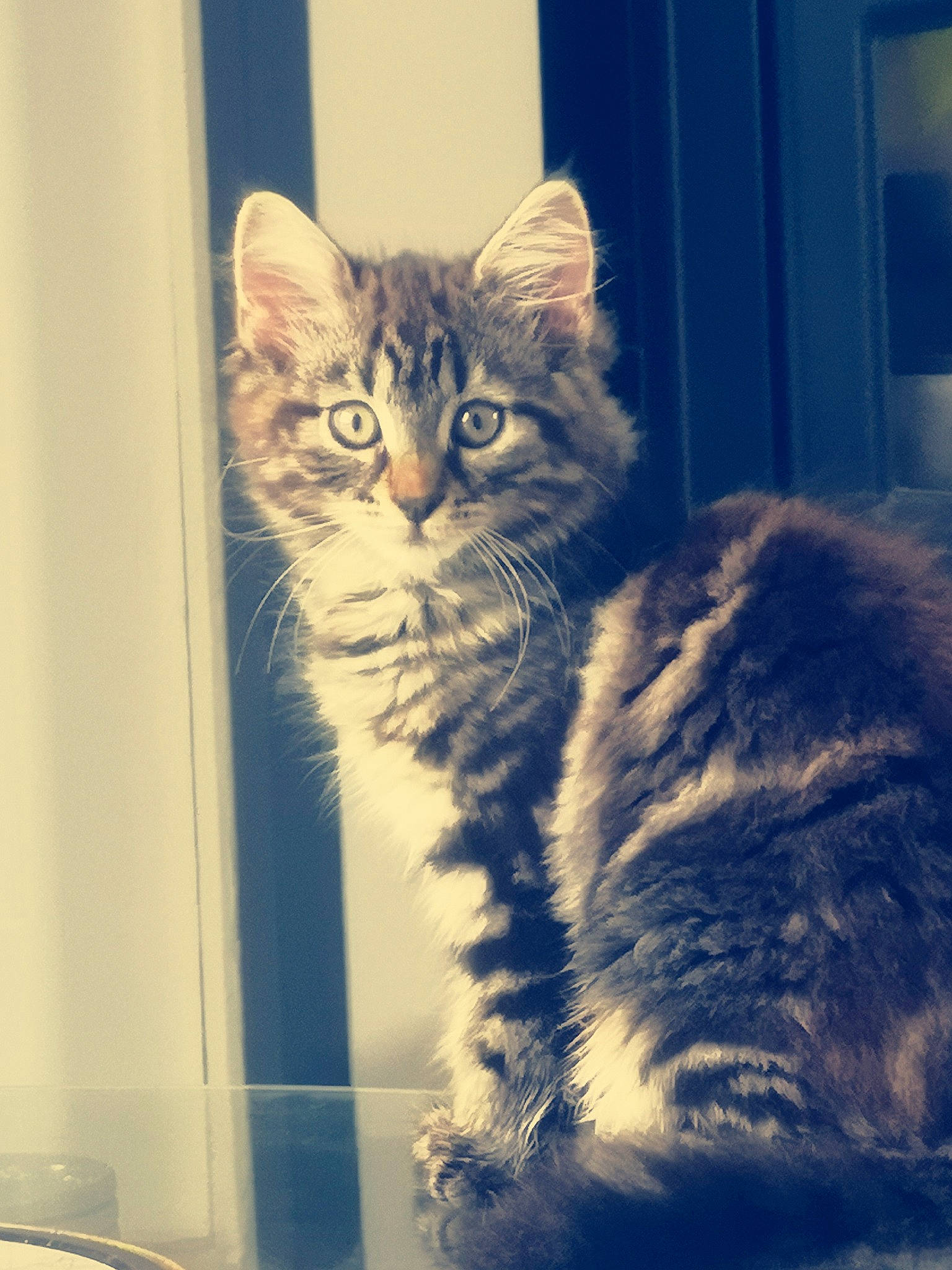 Octavia participe au concours pour gagner de l'argent avec cette photo : carnivore, cat, domestic_short_haired_cat, door, electric_blue, eye, felidae, fur, hair, iris, paw, small_to_medium_sized_cats, snout, square, tail, terrestrial_animal, whiskers, window