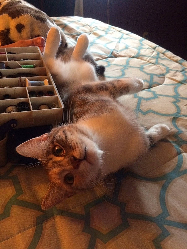 Alana is registered to the contest to win money with this photo: animal_shelter, canidae, cat, comfort, companion_dog, dog_breed, domestic_short_haired_cat, fawn, felidae, flooring, fur, linens, paw, room, small_to_medium_sized_cats, snout, tail, textile, whiskers, wood