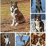 Lola Mae joined the competition — help win amazing prizes! dog, border_collie, brown_and_white, outdoor, snow, grass, wooden_floor, fence, tree, toy, pet, animal, playful, happy, curious, sitting, lying_down, looking, window, close_up