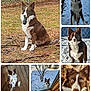 dog, border_collie, brown_and_white, outdoor, snow, grass, wooden_floor, fence, tree, toy, pet, animal, playful, happy, curious, sitting, lying_down, looking, window, close_up