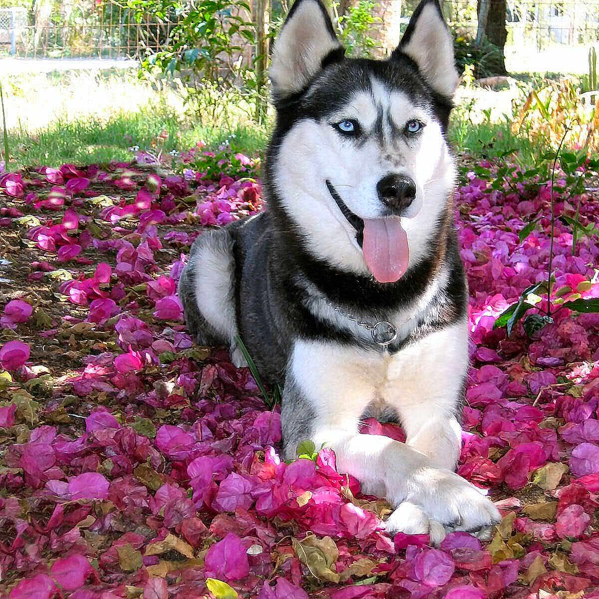 Sheeba is registered to the contest to win money with this photo: