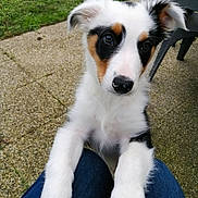 Alto participe au concours pour gagner de l'argent avec cette photo : puppy, dog, pet, white_fur, black_fur, tan_fur, outdoor, grass, patio, table, legs, jeans, close_up, cute, fluffy, animal, young, looking, front_paws, nose