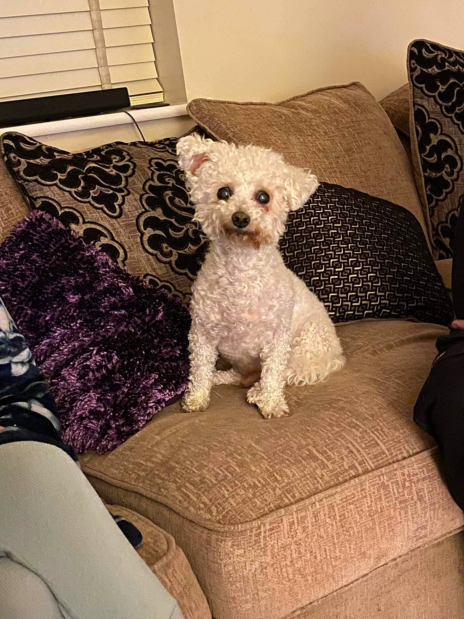Bobby is registered to the contest to win money with this photo: carnivore, chair, comfort, companion_dog, couch, dog, dog_breed, furniture, linens, living_room, pattern, pillow, rectangle, room, sporting_group, studio_couch, textile, throw_pillow, toy_dog, working_animal
