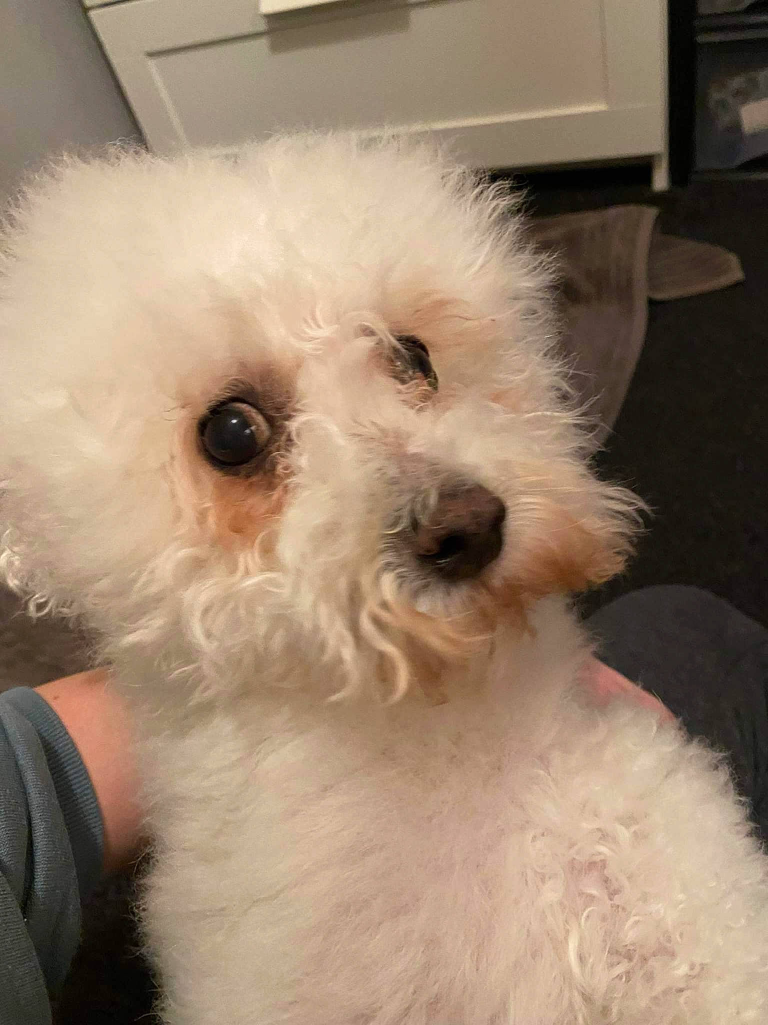 Bobby joined the competition — help win amazing prizes! bichon, canidae, carnivore, companion_dog, computer_keyboard, dog, dog_breed, fur, labradoodle, maltepoo, non_sporting_group, poodle, shih_poo, small_terrier, snout, sporting_group, terrier, toy_dog, water_dog, working_animal